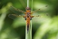 J01_3160 Libellula quadrimaculata